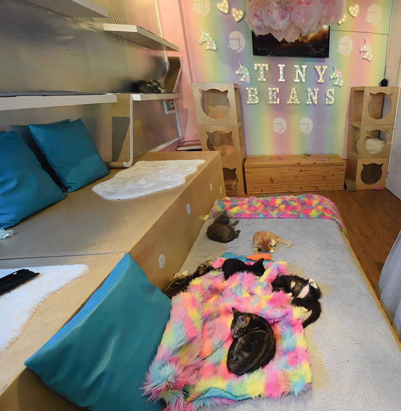 Staff Pick: Best Pop Up: Tiny Beans Kitten Lounge